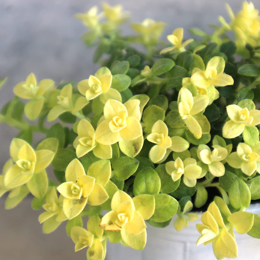 貝細工　ヘリクリサム　40個　No.98 貝細工 ヘリクリサム 40個 No.98 - メルカリ